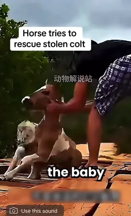 Horse tries to rescue stolen colt