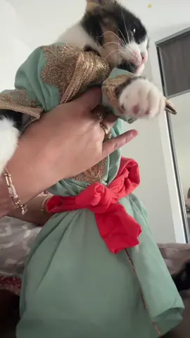 #pourtoii#chat#humor#fyp#