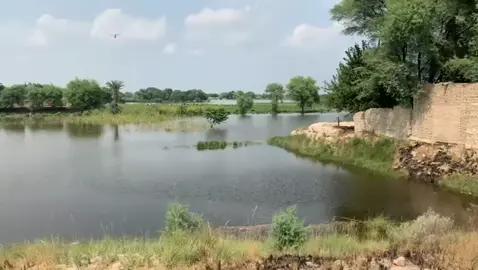 #viraltiktok #foryou #bahawalpur #satluj #floodwarning #vairal #cmmariyamnawaz #cm #floods 
