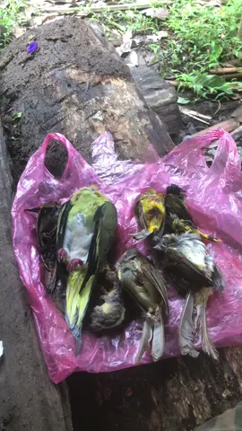 #นกเป้า #หมากไฮ #ชีวิตนิยมไพร🏔️ #หมาเฝ่าบ้าน🦮🦮🦎🦎 #เดินป่า 