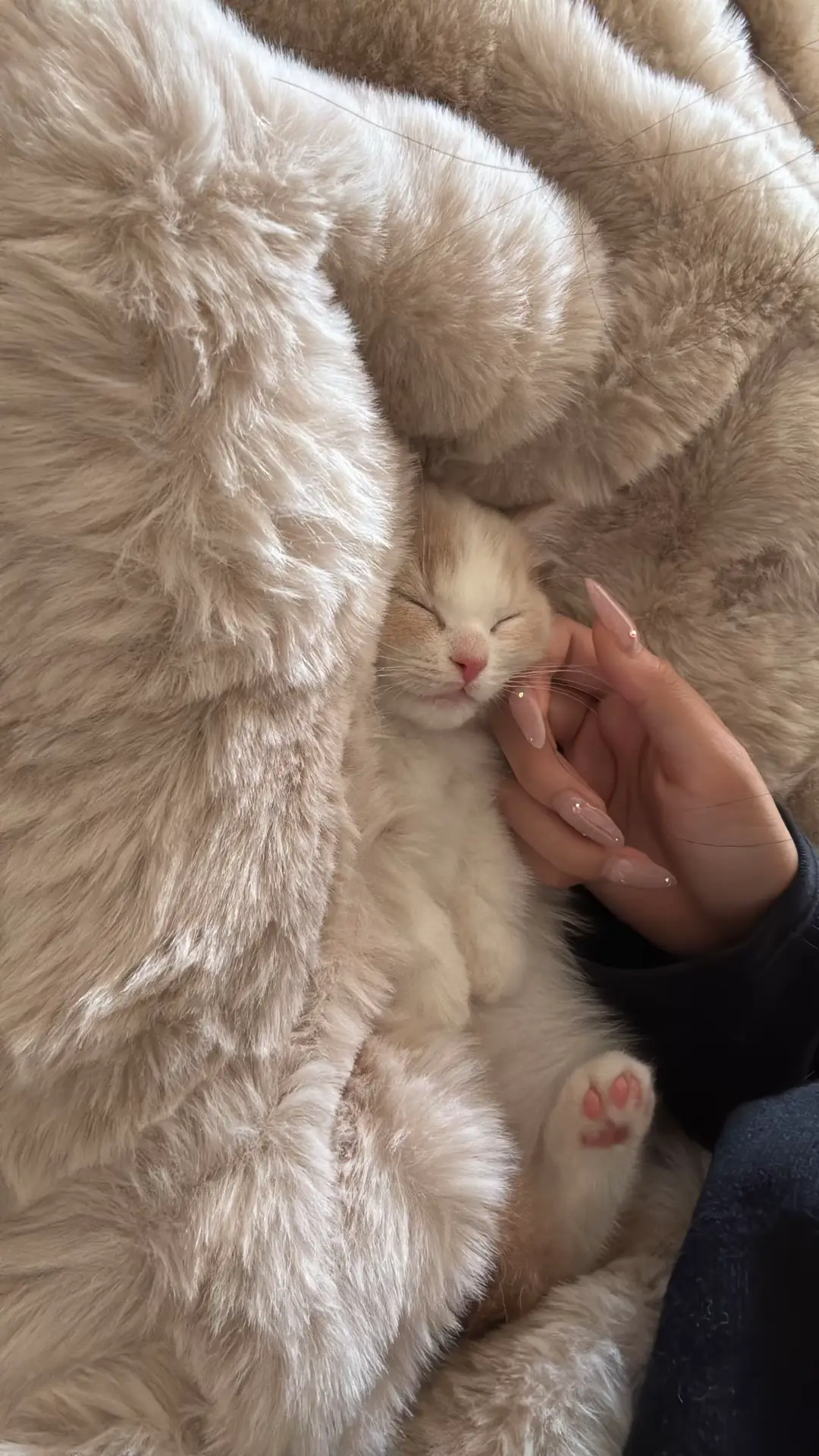 カメラロールはぽぽたんばっか😻 #猫のいる暮らし #ミヌエット #子猫 #短足 