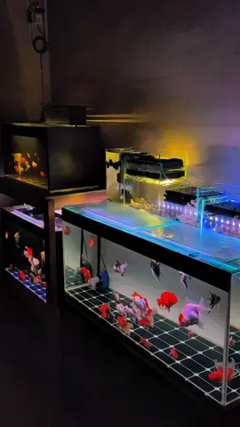 #A3FISH #ikankoki #aquarium #orandafish #orandagoldfish 