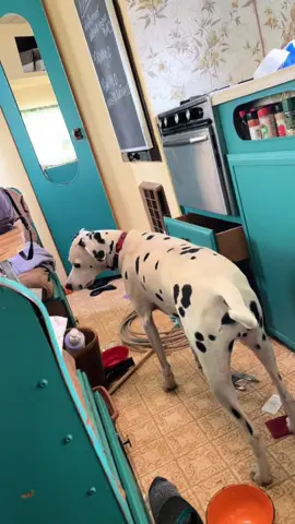 Dat jus my bebe dog yeh. #dog #dalmatian #dogs #dogsofttiktok 