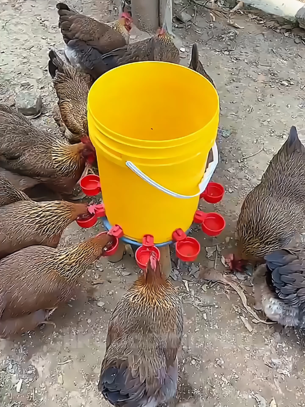 10 Bebedouro Automático Copinho para Galinhas e patos 