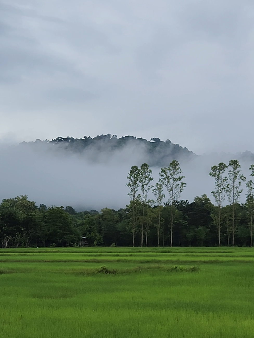 ที่พักราคาหลักร้อยแต่วิวหลักล้าน โชคดีที่เมื่อคืนฝนตก ตื่นเช้ามาพร้อมกับหมอกฉ่ำๆ😍 #ที่พักนครนายก #วิวหลักล้าน #แปปเดียวทริป #ที่พักดีบอกต่อ #นครนายก 