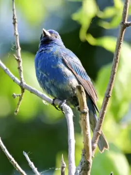 Beautiful Indigo bunting bird singing. #birds #birdsvoice #beautifull #birdssinging #nature #beautifull #birdslover #beautifullbirds #singing #wildnature #wildlife #wild #peacefull #relaxing #loving #bird #viral #viralvedio #viraltiktok #100k #LearnOnTikTok #grow #tiktok #f #foryoupage #foryou #fyp.