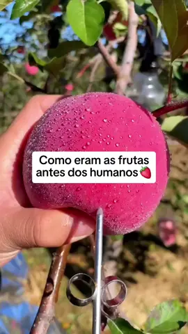 Como eram as frutas antes dos humanos 🍓 #frutas #antigamente #antesedepois #curiosidades #fatoscuriosos 