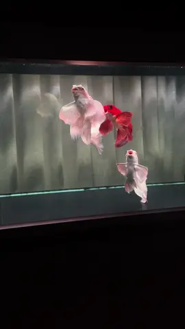 Những điệu múa nhẹ nhàng cuốn hút #chepphitan #cachepsututrang #cacanh #phitan 