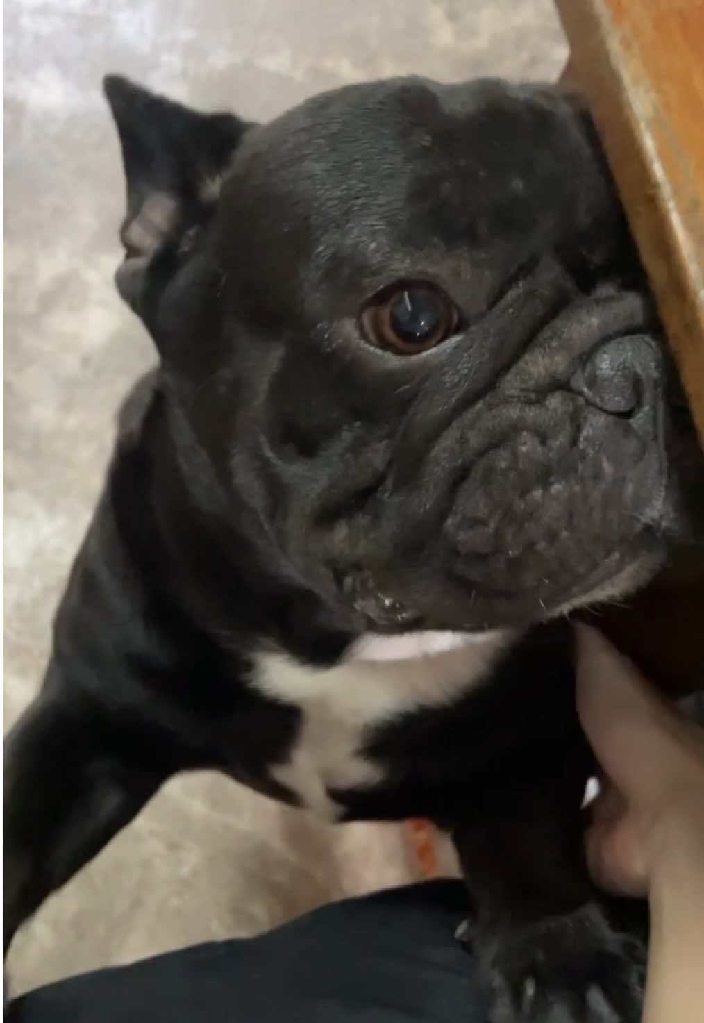 ใส่ปากฮานี้มาาาาา #amyamily__ #frenchbulldog #frenchie #dumboblackdog #สัตว์เลี้ยงน่ารัก 