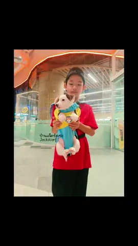 #บ้านแจ็ครัสเซลjackalert #jackrussell #แจ็ครัสเซล 