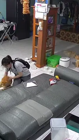 รุ่นนี้หลุด qc สั่งการด้วยเสียงได้ #fyp #แมวส้มหลุดqc #แมวส้ม #catsoftiktok 
