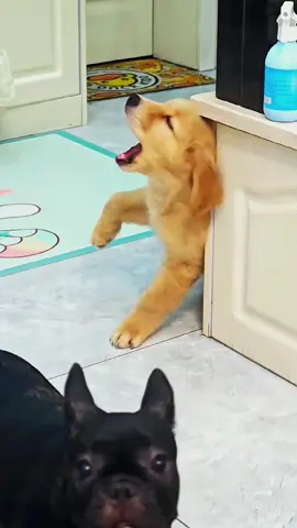 Try not to laugh 😂😂😂 #animals #funny #funnypets #dog #cat 