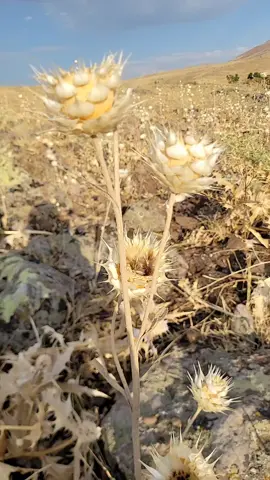 evar baş gelley kurd u qürdiston 