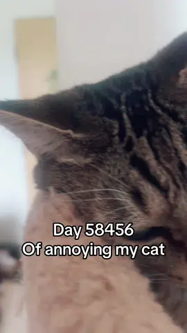 A banger. I love this song. He loves when I sing. Watching from his lair. #fypシ゚viral #foryoupage #cleveland #catsoftiktok #fun. #millennialsoftiktok 