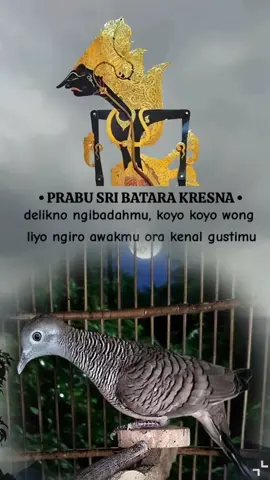 Perkutut Katuranggan  Lokal Alam Noroyoyo, Bodronoyo, Tanduk kidang kencana, Rupo Cahyo, Kidang Kencana, Pemengkang jagat, Wahyu lintang. Dimaharkan  #Noroyono  #Bodronoyo  #Wahyulintang  #Rupocahyo  #Tandukkidangkencono 