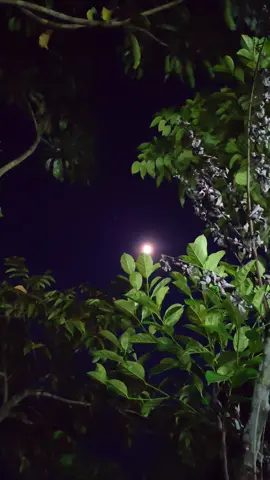 “জীবনের সার্থকতা সফলতায় নয়, ভালোবাসা ও শান্তিতে।”— মহাত্মা গান্ধী @everyone #natural #2025 #weather #sky #nature 