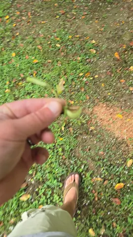 #chickensoftiktok #pestcontrol 