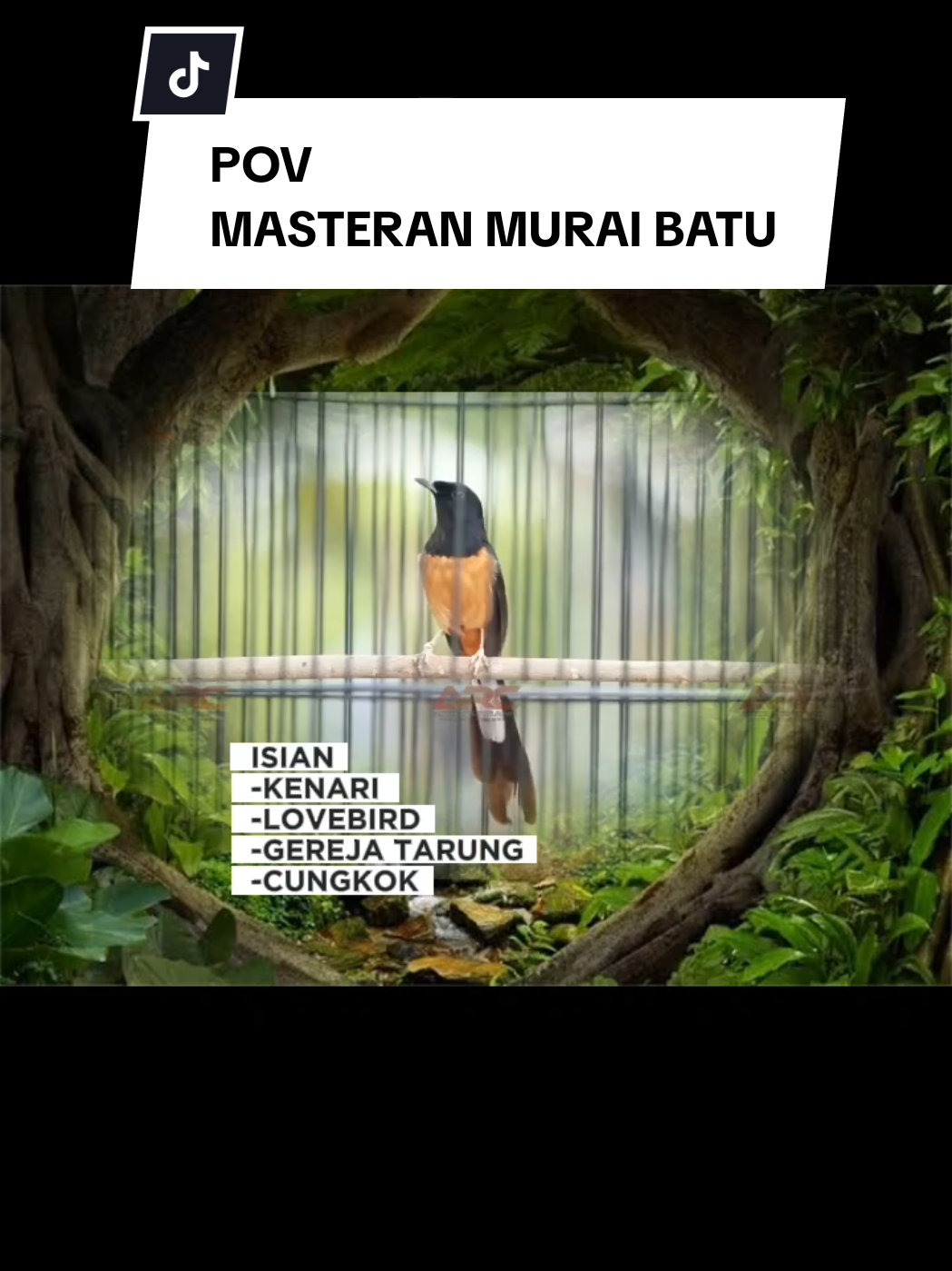 POV MASTERAN MURAI BATU,  ISIAN KENARI, LOVEBIRD, GEREJA TARUNG CUNGKOK #masteranmuraibatu #muraibatu #muraibatuindonesia 