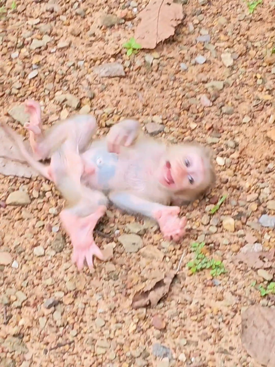 Most pity baby Lynx crying seizure falling find Mom #cutebaby #animals #momkey #babymonkey 