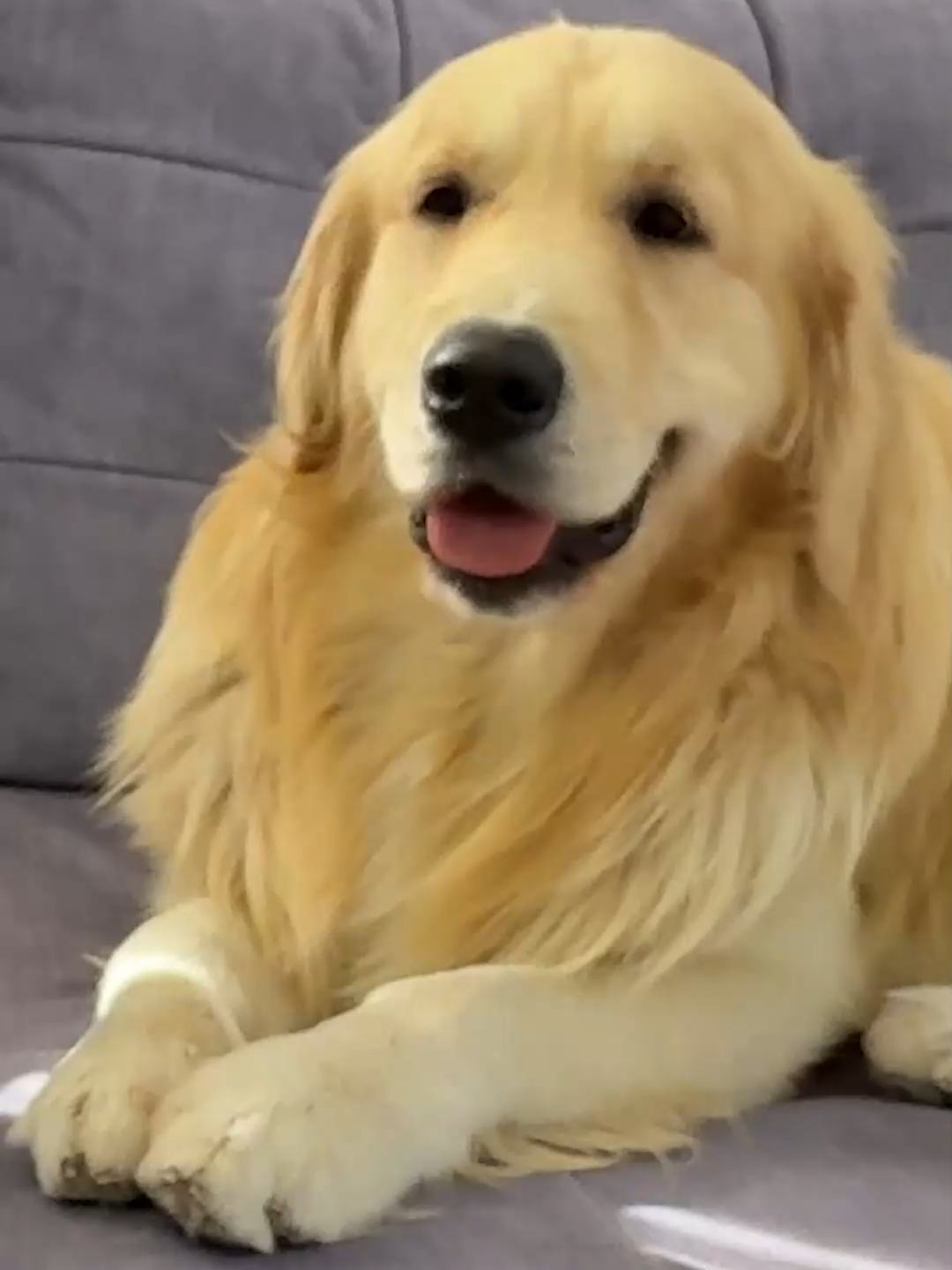 🐱 Adorable Kitten Thinks Her Golden Retriever Is the Comfiest Bed in the World!! ❤️🐶 #Kitten #GoldenRetriever #CuteAnimals #DogAndCat #PetTok #CatTok #DogTok #AnimalLove #FurryFriends #PetLovers #ViralPets #SleepyKitten #BestFriends #HeartwarmingPets #CutestPets#DogMukbang #TikTokDogs #tinybutfiercechihuahua #TrendingNow
