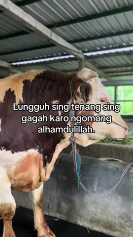 #peternaksapiindonesia #tulungagung #juragansapi #peternakmuda #foryoupage 