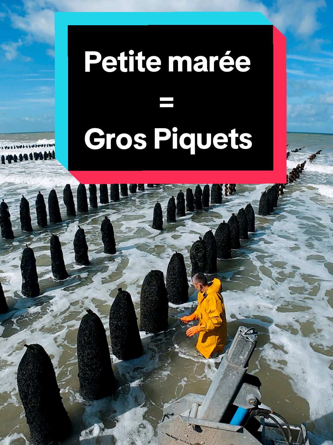 Marée de Mortes-eaux : on tape dans les réserves avec ces gros piquets de moules de bouchot 😍 Et vous, votre été s’est bien passé ? Pour les écoliers, la rentrée ça a été ? 👇 #moulesdebouchot #baiedesomme #rentreescolaire #moulesfrites #johndeere 