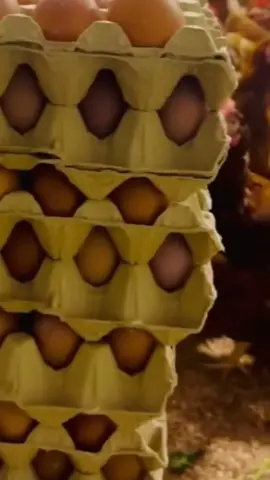 مشروع براس مال بسيط 600فراخ امهات بياضة يكسب 1900جنية يوميا ف الشهر 59الف ف السنه 570الف جنية ازى تبدأ المشروع بالانتاج عالى مستنى ايه كبر مشروعك هتملى بيتك كله خير