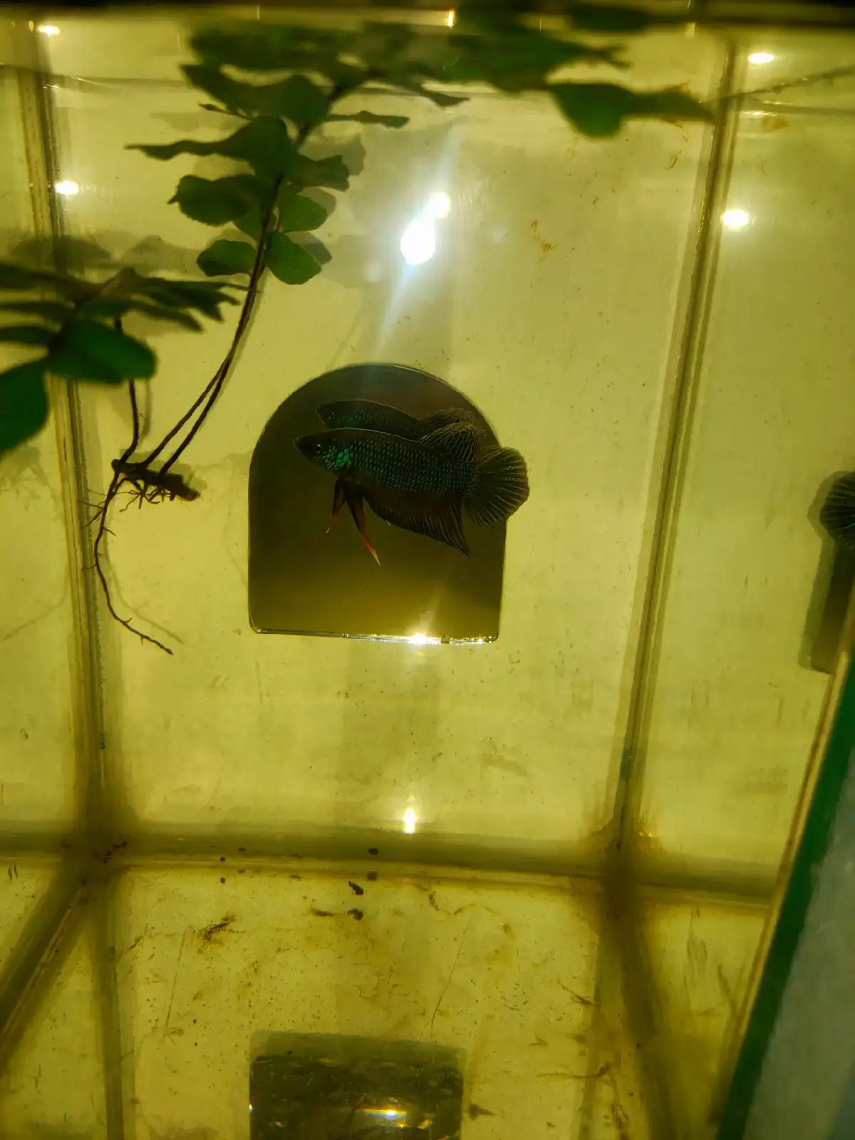 #ปลากัดป่า