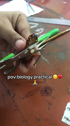 #fryyyyyyyyyyyyyyyyyyyyyyyyyyyyyyyyyy #biology #500kviews #fypシ゚viral🖤tiktok #cocroach 