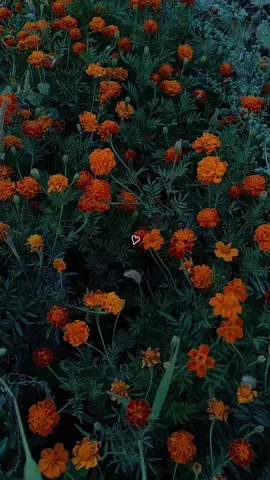 وبُـسـتان الـوَرد لَـولا جَمـالِك ما وَرَّد....🌼💛 . . #تصويري #طبيعه #عشاق_الورد🌷🍂 #viral #fypシ゚ 