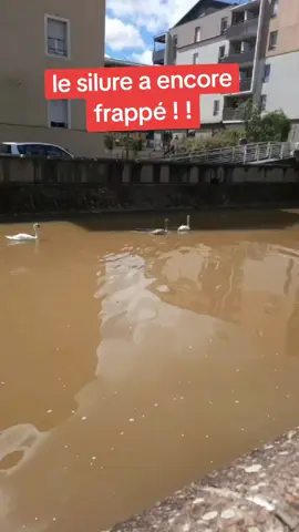 #silure #riviere #peche #pecheur #danger 
