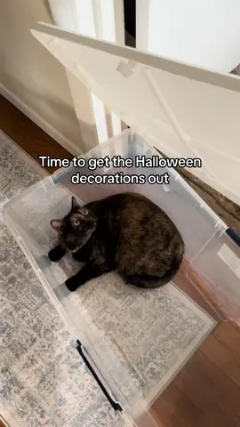 Missed her so much #halloween #halloweendecorations #cat #catsoftiktok 