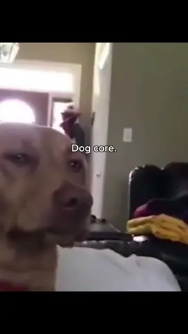 Dog core. #dog #funnydog #funny #core #fyp 