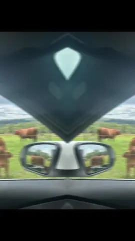 . . . #juliomiranda #llanerasquepegan #joropodevenezuela🇻🇪 #llanerasvenezolanas🇻🇪 #llaneras 