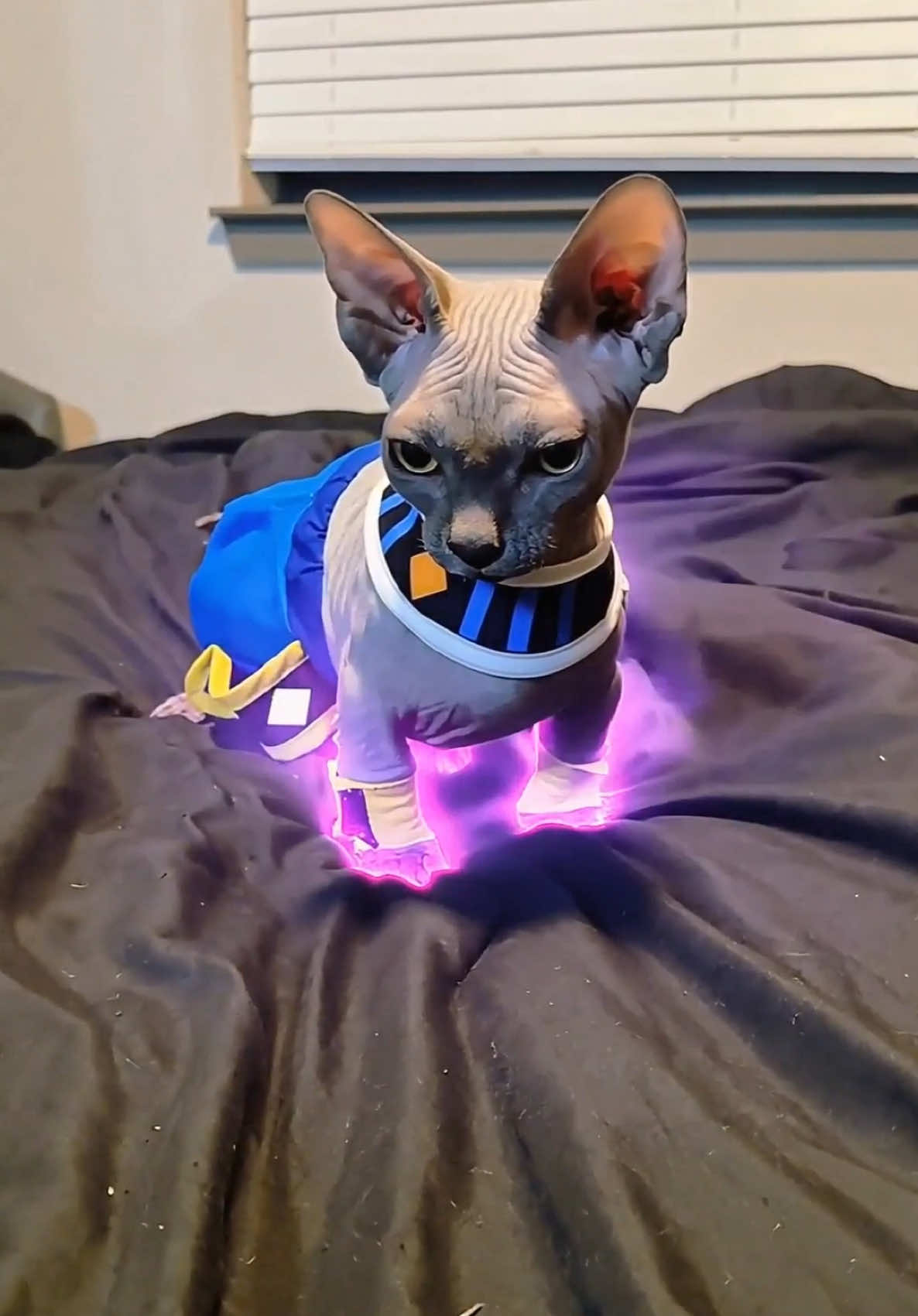 Soy BILLS #dragonballsuper #gatito #felinosgatitos #bills 