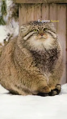 Le mystérieux chat de Pallas #animaux #chat #chatdepallas #devouverte #lesaviezvous 