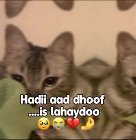 😪😭💔😮‍💨🙌love sarrrrr😂❤️‍🩹💋#viewsproblem😭 #cejjisoh💕🐍#queen?🖋🨻🦋?❤️🤍 #fyp @💫karti badan💫👸💞 @🌷4iشa 4حmد🌸❤️ @gaabeyyyyy 🇱🇺👸💕