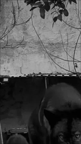 #CapCut ديب منفرد_السيجما#السيجما #ترند #اكسبلور #تصميم_فيديوهات🎶🎤🎬 