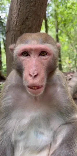 Chiếc vòng kim cô khiến Ngộ Không vướng víu và đau đớn, thực ra là món quà vô giá của Phật Tổ và Bồ Tát. Đường Tăng nói: 