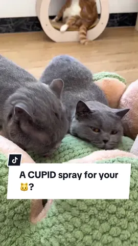 Get this Cat Cupid Spray for your cat🐈