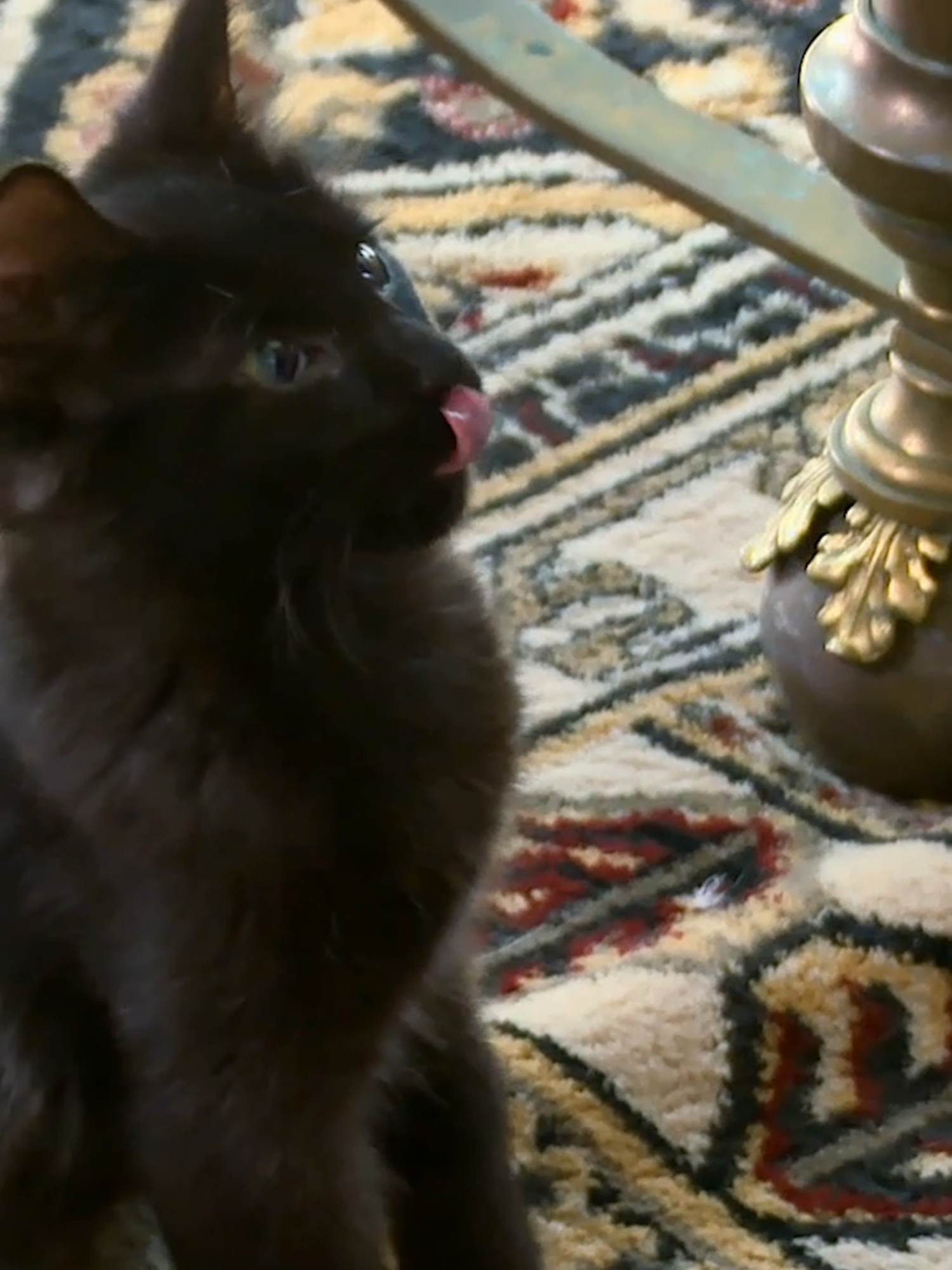 You can clicker train a cute kitten! #MyCatFromHell #Cattok #catbehavior