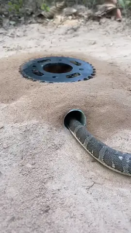 Can You Survive in the Wild Using Only Snake Trapping Techniques for 30 Days #Survivalist #Trapwild - Walking in the forest