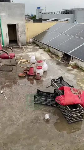 Double standard hai #aseellovers #chicken #poultryfarming #whotofollow #whattowatch 