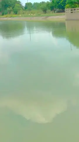 #creatorsearchinsights #foryou #tiktok #zainpaluan333 