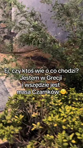 Czy ktoś wie o co chodzi? 🏺 #cb #dlacb #dzban #fyp #pl 