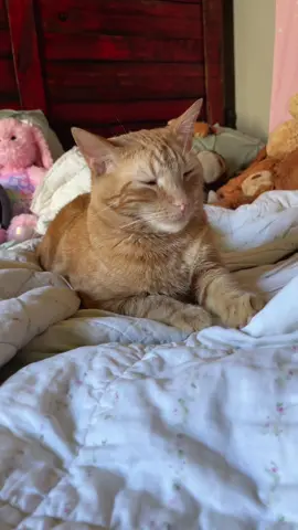 Haven’t had much motivation to make videos lately but I love my safe space 💖 #romanticizeyourlife #buildabear #RoomTour 