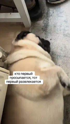 кекс развлекается  #мопс #мопсы #fyp #money #ke 