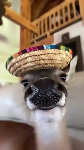 That’s so sweet 🥹 #deer #cute #pet #funny #fyp 