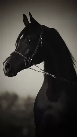 أختار اللي يستاهل واعطي اللي يستحق #تركي_بن_عاصم #عاشق_الخيل 