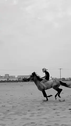 #اكسبلورexplore #خيل_وخياله🐎 #خيل_عربي_اصيل♥️🐎 #نجران 